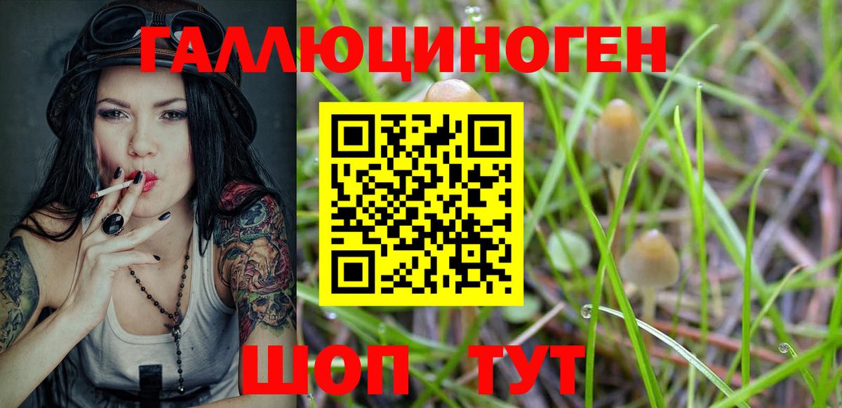 Галлюциногенные грибы Psilocybine cubensis Кимры